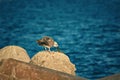 Young Seagull Eats a Fish