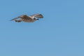 Young seagull flies isolated on blue sky background Royalty Free Stock Photo