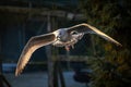 Young Seagull Flying Autumn Royalty Free Stock Photo