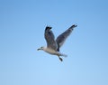 Young seagull flying Royalty Free Stock Photo