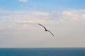 Young seagull flying Royalty Free Stock Photo