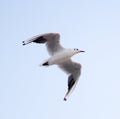 Young seagull flying Royalty Free Stock Photo