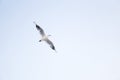 Young seagull flying Royalty Free Stock Photo