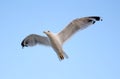 Young seagull flying Royalty Free Stock Photo