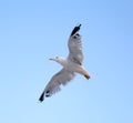 Young seagull flying Royalty Free Stock Photo