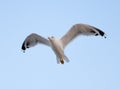 Young seagull flying Royalty Free Stock Photo
