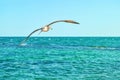 Young seagull flying in blue sky over black sea, selective focus Royalty Free Stock Photo