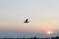 Young seagull flying in blue sky