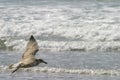 Young seagull flying over beach in front of approaching waves Royalty Free Stock Photo