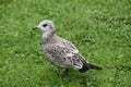 A Young Seagull On The Grass Royalty Free Stock Photo