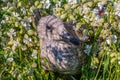 Young seagull in the grass Royalty Free Stock Photo