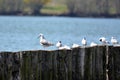 Young seagull and group of black headed gulls Royalty Free Stock Photo