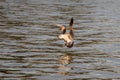 Young seagull landing on Casa de Campo lake in Madrid at sunset Royalty Free Stock Photo