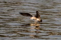 Young seagull landing on Casa de Campo lake in Madrid at sunset Royalty Free Stock Photo