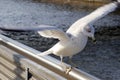Young Seagull landing Royalty Free Stock Photo