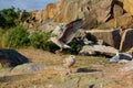 Young seagull landing