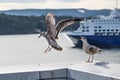 Young seagull landing next to a friend Royalty Free Stock Photo