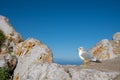 Young seagull perched and standing on sea stone wall. Juvenile seagull Royalty Free Stock Photo