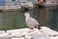 Young seagull resting on dock. Royalty Free Stock Photo