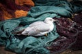 Young seagull resting on the fishing nets. Royalty Free Stock Photo