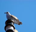 Young seagull is resting at sea on top of the navigational light