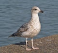 Young seagull standing on concrete wall overlooking water Royalty Free Stock Photo