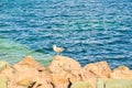 Young seagull standing on large rock by blue sea Royalty Free Stock Photo