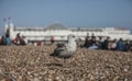 A young seagull standing on the pebbles of the Brighton beach. Royalty Free Stock Photo