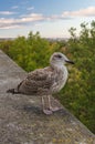 Young seagull standing on the stone fence Royalty Free Stock Photo