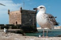 Seagulls in Essaouira Royalty Free Stock Photo