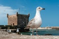 Seagulls in Essaouira Royalty Free Stock Photo