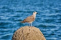 Young Seagull on the Stone Royalty Free Stock Photo