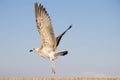 Young sea gull taking off close up