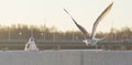 Young Seagull Taking Off