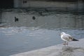 Young Seagull is watching some common coots on the sea