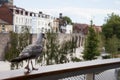 A young seagull at West Quay in Southampton, Hampshire in the United Kingdom Royalty Free Stock Photo