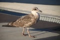 A young seagull prefers to walk, pardon with his paws