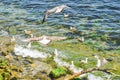 Young seagulls flying over sea. European herring gulls flight, selective focus Royalty Free Stock Photo