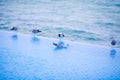 Young seagulls on the pool's edge