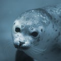 Young seal