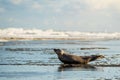 young seal basking on the beach in winter Royalty Free Stock Photo