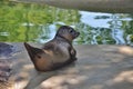 Relaxed seal Royalty Free Stock Photo