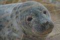 Young Seal.