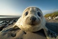 Young seal pup on the seashore, wide angle view