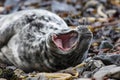 Young seal pup showing teeth on skomer island Royalty Free Stock Photo
