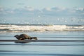 young seal basking on the beach in winter Royalty Free Stock Photo