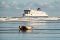 young seal basking on the beach in winter Royalty Free Stock Photo
