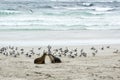 Young sea l - Neophoca cinerea - kissing on beach of Seal Bay, Kangaroo Island, Australia. Wild Australian  sea lions at the beach Royalty Free Stock Photo