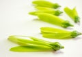 Fragile wing and young seed of White Meranti fall on white floor Royalty Free Stock Photo