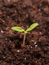 Young seedling Royalty Free Stock Photo